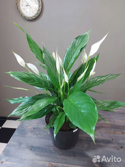 Спатифиллум Вивальди,70см