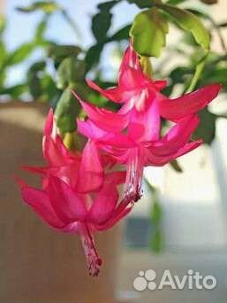 Декабрист шлюмбергера(Зигокактус)