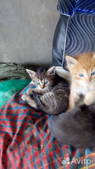 Рыжий котенок, отдаю в добрые руки