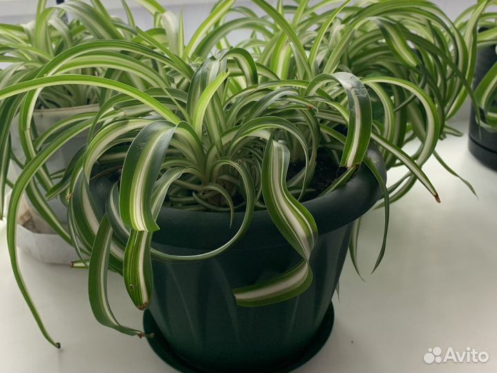 Хлорофитум