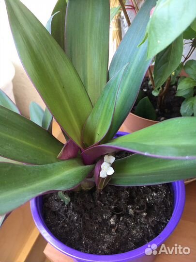 Рео цветущая, денежное дерево