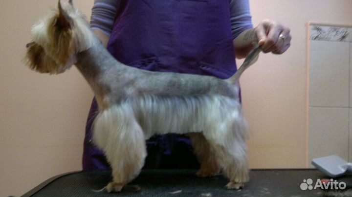 Стрижка собак на дому