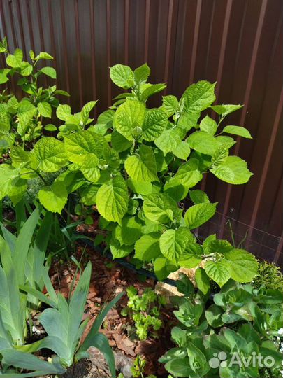 Садовые растения