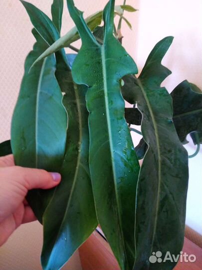 Ароидные комнатные растения