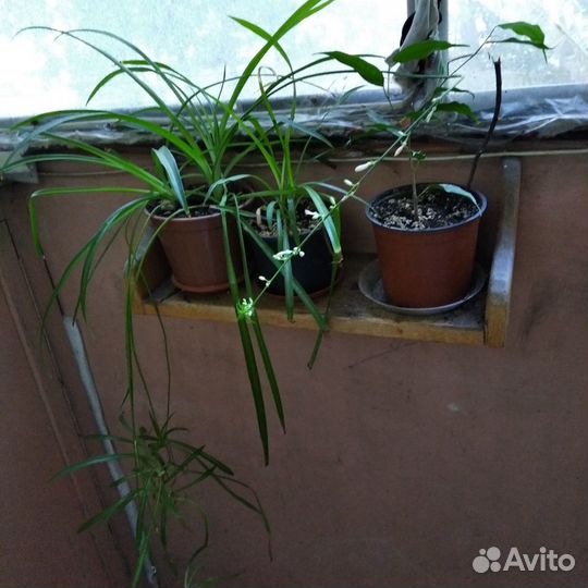 Комнатные растения цветы