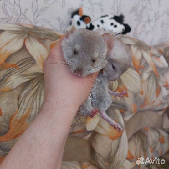 Шиншилла