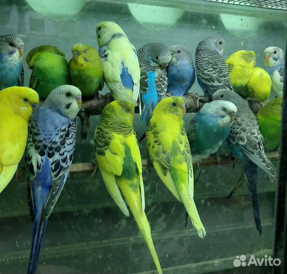 Волнистый попугай