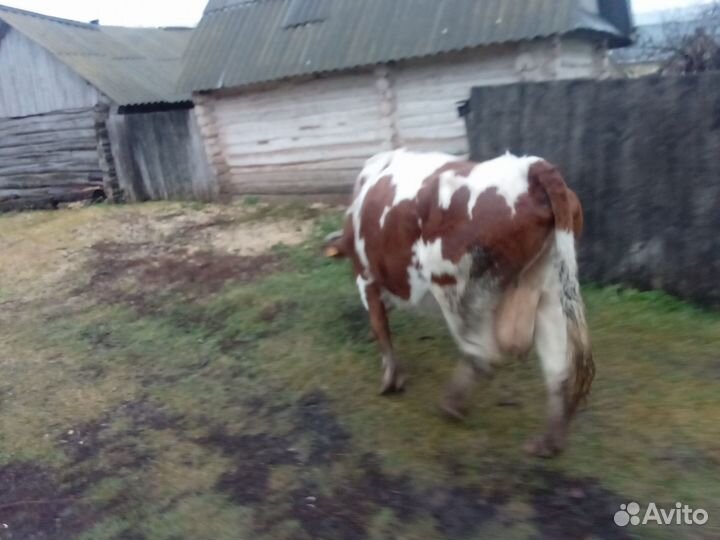 Корова дойная