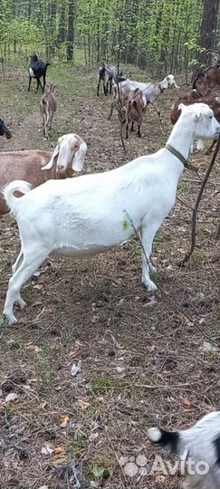 Козы, козлы