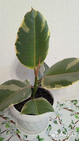 Фикус разные