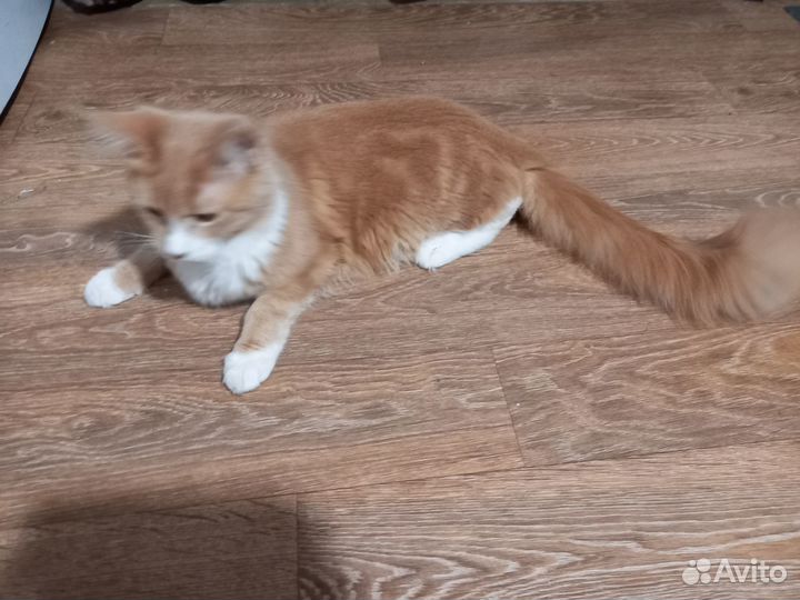 Кот порода мейн кун
