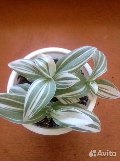 Традесканция