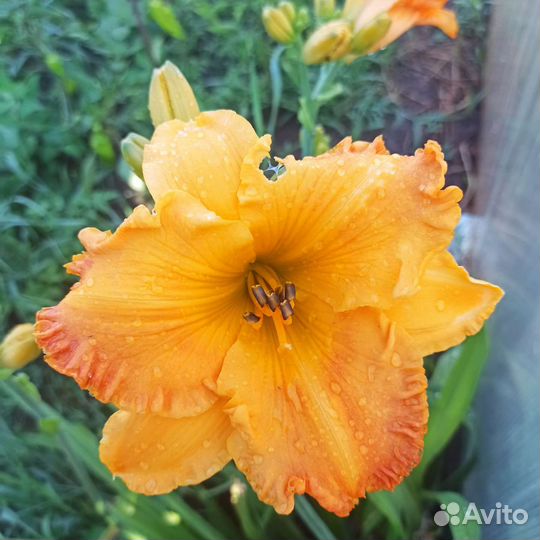 Лилия и Лилейники Гейхера Барвинок вариегатный