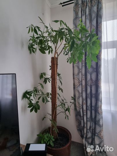 Лиана шефлера