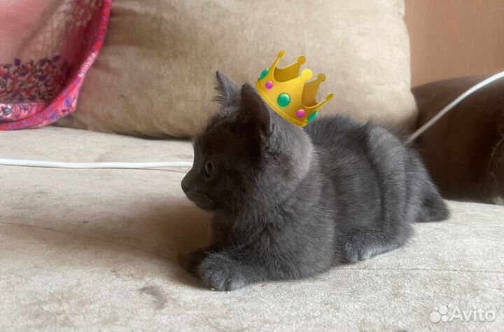 Милашка в добрые руки