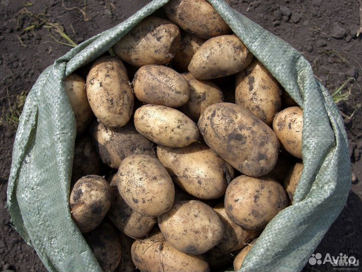 Средний мелкий картофель из погреба размер с яйцо