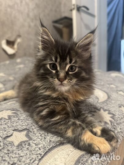 Котята мейн кун