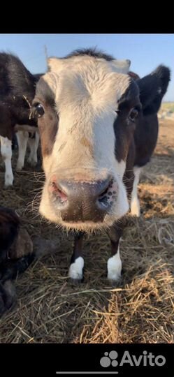 Телята продам телки бычки (бычок) недельные