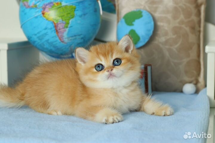 Кошка золотая шиншилла
