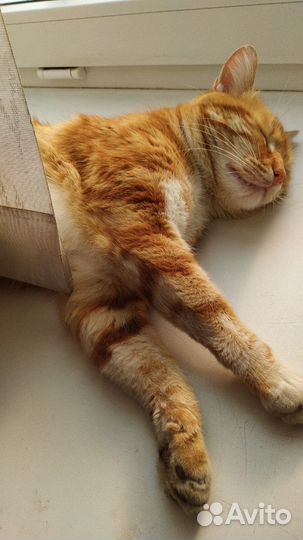 Ярко-рыжий кот