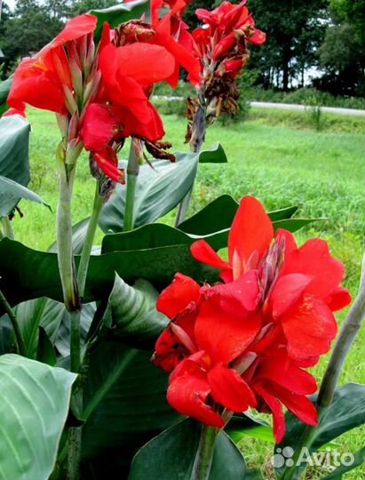 Цветы канны