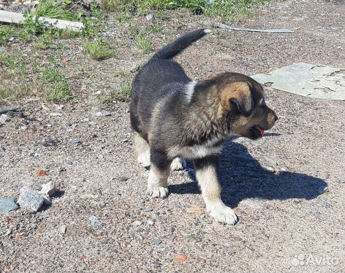 Щенок 2 месяца, добрый и общительный