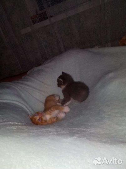 Милые котята, в добрые руки. Котята ласковые