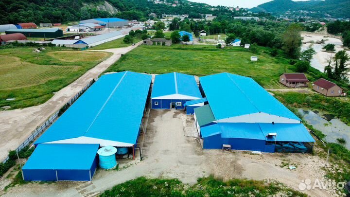 Малек форели для зарыбления