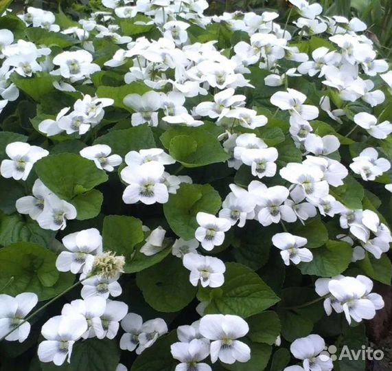 Саженцы фиалки (садовая, многолетняя)