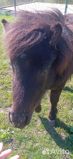 Шотландский пони