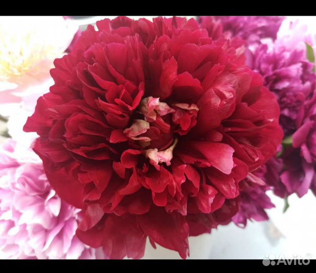 Букет цветов пионы