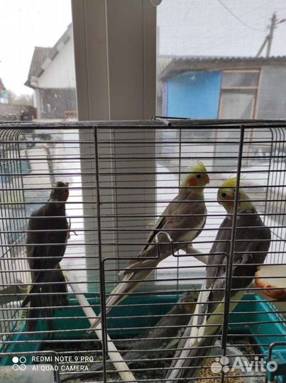 Корела нимфа