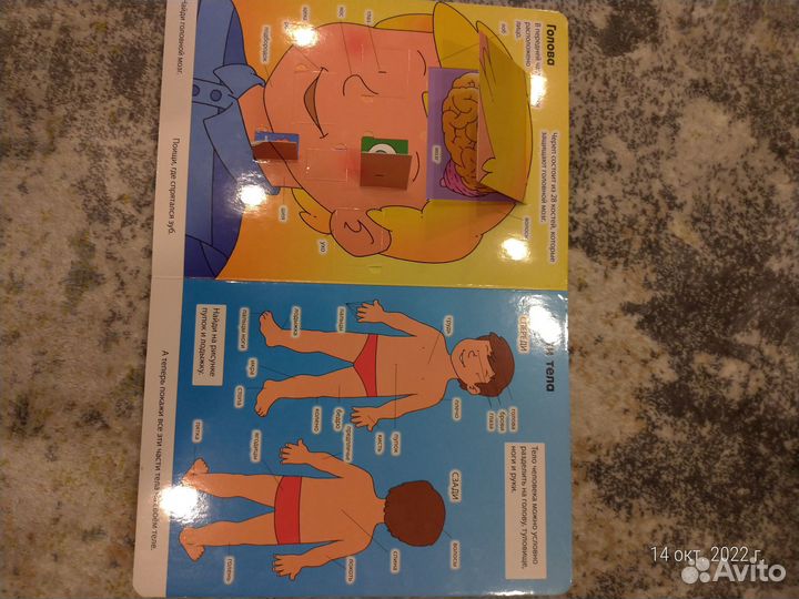 Энциклопедия. Тело человека. Книга с окошками