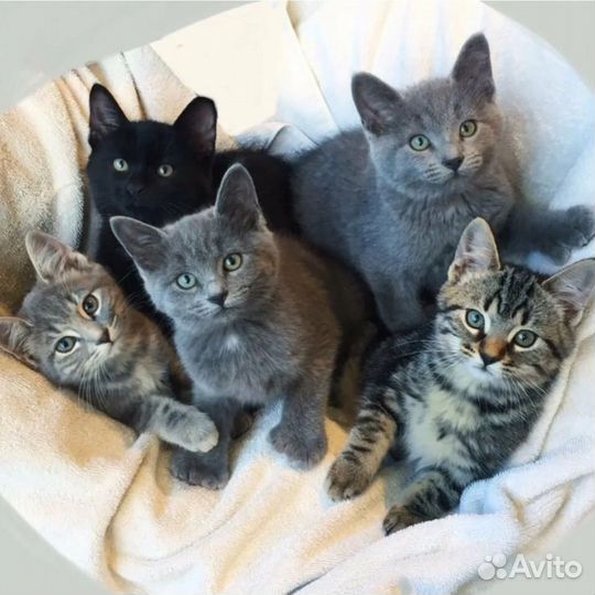 Много много разных малышей, котяток в добрые руки