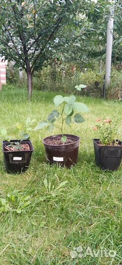 Саженцы брусники, голубики, ежевики