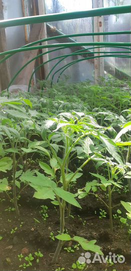 Рассада помидор огурцов перцев