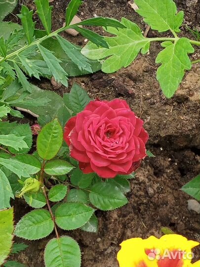 Розы кустовые