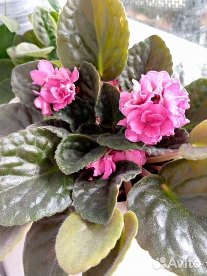 Фиалки сортовая