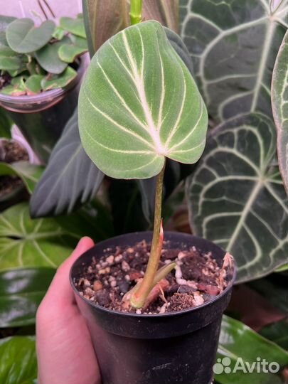 Филодендрон глориозум