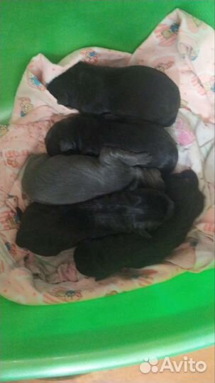 Щенки кане Корсо