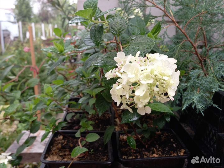 Гортензия Самарская Лидия