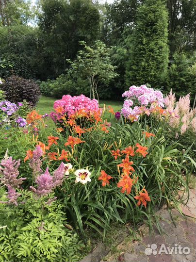 Лилейник очень большие кусты