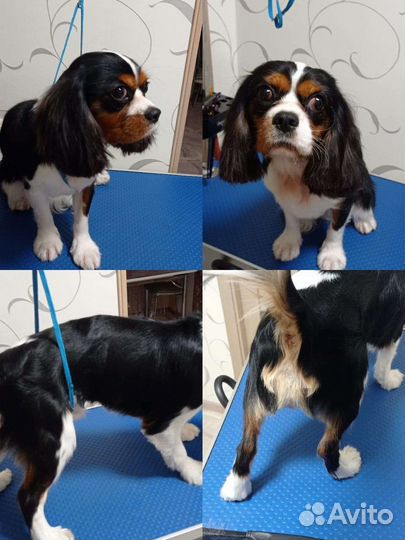 Грумминг собак