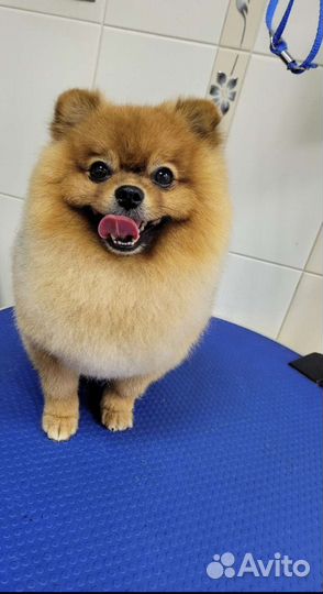 Грумер,стрижка собак и кошек