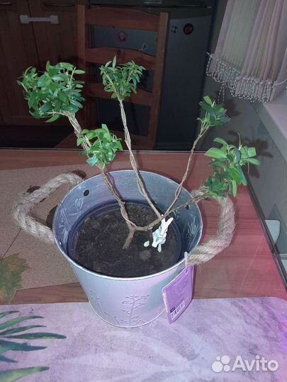 Мирт,гранат,фикусы,спатифиллум,антуриум