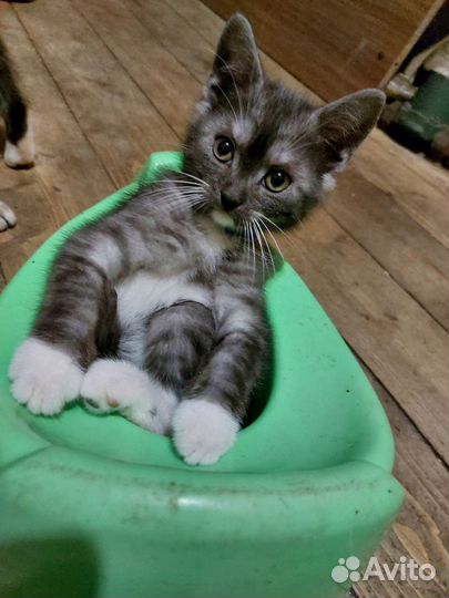 Шотландский котик