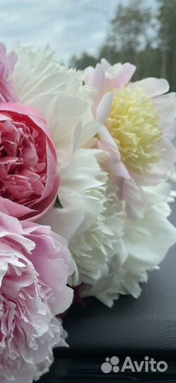 Пионы саженцы корни