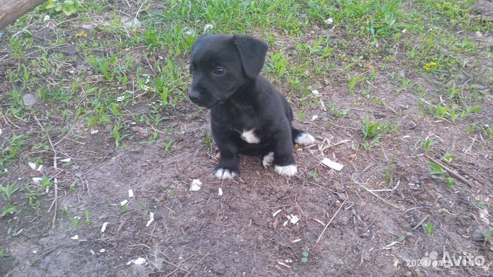 Щенки джек рассел терьер в добрые руки