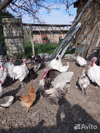 Продаю яйца индюшиные домашние, самовывоз