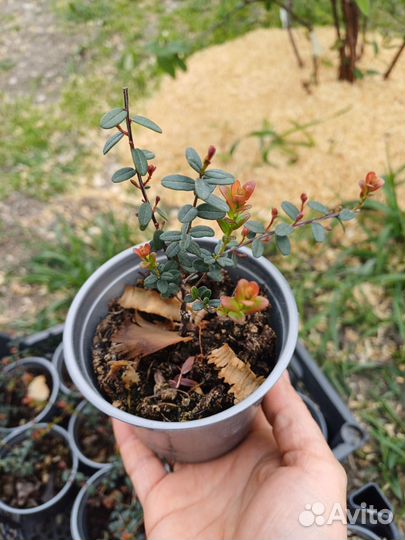 Саженцы клюквы